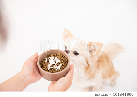 ドッグフードにトッピングされたササミを見つめる小型犬 101341900