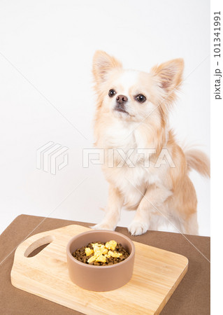 ドッグフードにトッピングされた卵を前に良い子に待つチワワ 101341991