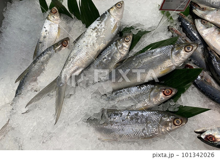 fresh fishery product milkfish or Chanos chanos or Chanidae or Cretaceous or tautonym or awa or ava or bangus or bandeng or bolu or in the market fresh fishery product milkfish or Chanos chanos or Chanidae or Cretaceous or tautonym or awa or ava or bangus or bandeng or bolu or in the market 101342026