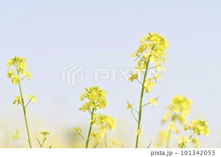 河原に咲く黄色いからし菜の花 河原に咲く黄色いからし菜の花 101342055