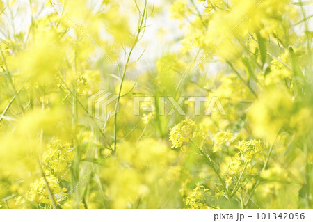 河原に咲く黄色いからし菜の花 101342056