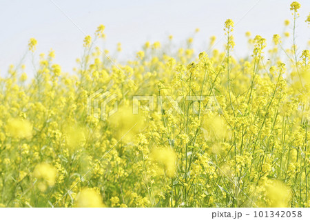 河原に咲く黄色いからし菜の花 河原に咲く黄色いからし菜の花 101342058