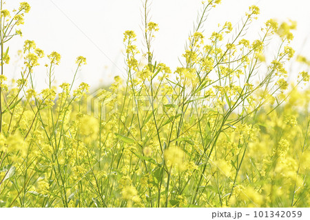 河原に咲く黄色いからし菜の花 河原に咲く黄色いからし菜の花 101342059