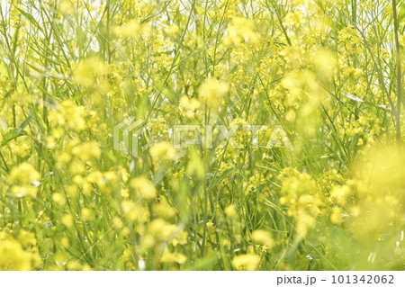 河原に咲く黄色いからし菜の花 河原に咲く黄色いからし菜の花 101342062
