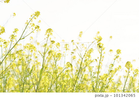 河原に咲く黄色いからし菜の花 101342065