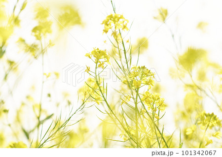 河原に咲く黄色いからし菜の花 101342067