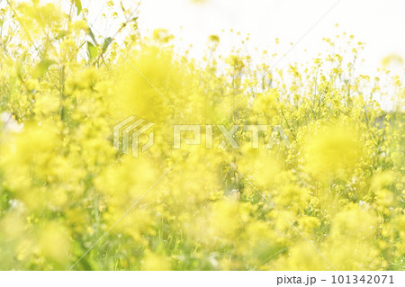 河原に咲く黄色いからし菜の花 河原に咲く黄色いからし菜の花 101342071
