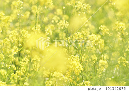 河原に咲く黄色いからし菜の花 101342076