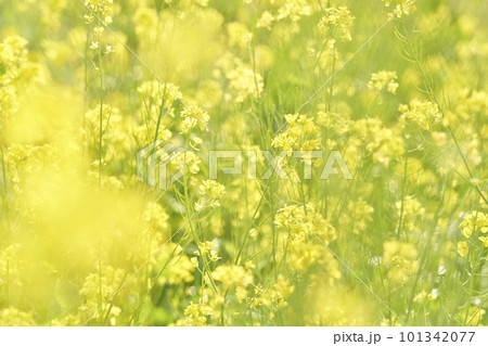 河原に咲く黄色いからし菜の花 河原に咲く黄色いからし菜の花 101342077