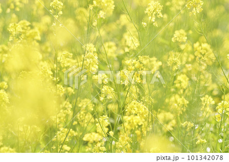 河原に咲く黄色いからし菜の花 河原に咲く黄色いからし菜の花 101342078
