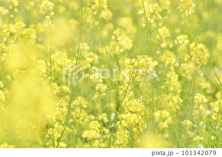 河原に咲く黄色いからし菜の花 河原に咲く黄色いからし菜の花 101342079