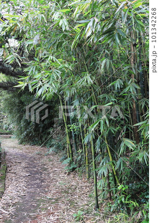 竹公園の竹風景 竹公園の竹風景 101342268