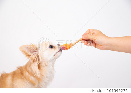 ひとくちサイズのスプーンにのった人参をチワワに給餌する様子 101342275