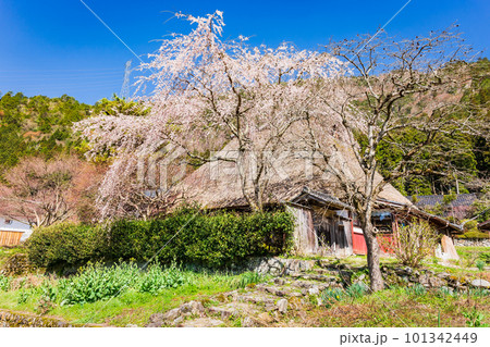 桜が咲く茅葺屋根の民家　京都美山 101342449