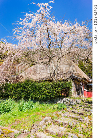 桜が咲く茅葺屋根の民家　京都美山 101342451