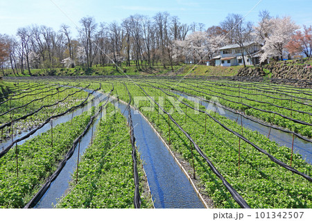 春の安曇野　桜咲く大王わさび農場 101342507