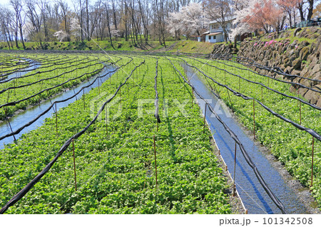 春の安曇野　桜咲く大王わさび農場 101342508