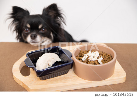 ドッグフードにトッピングされた茹でたササミを前にする小型犬 101342518