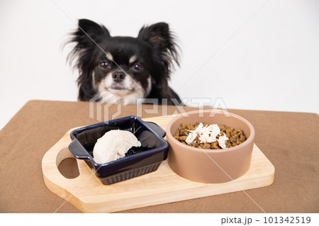 ドッグフードにトッピングされた茹でたササミを前にする小型犬 ドッグフードにトッピングされた茹でたササミを前にする小型犬 101342519