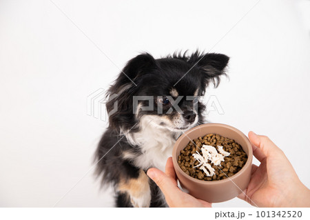 ドッグフードにトッピングされた茹でたササミを前にする小型犬 101342520
