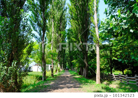 北海道大学構内のポプラ並木道 101342523