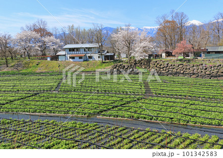 春の安曇野 桜咲く大王わさび農場 春の安曇野 桜咲く大王わさび農場 101342583