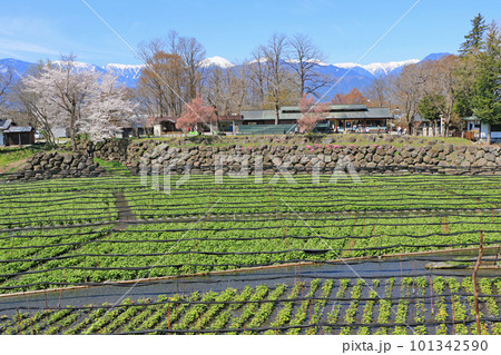 春の安曇野　桜咲く大王わさび農場 101342590