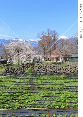 春の安曇野　桜咲く大王わさび農場 101342594