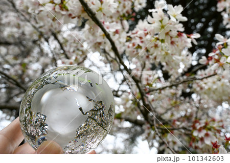 ガラスの地球儀と桜　環境保護などのイメージ 101342603