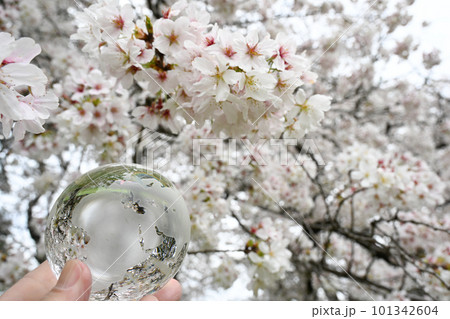 ガラスの地球儀と桜　環境保護などのイメージ 101342604