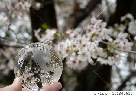 ガラスの地球儀と桜　環境保護などのイメージ 101342610