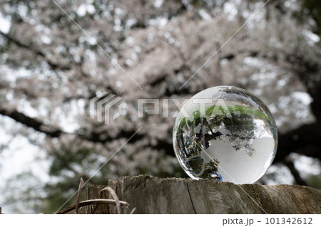 ガラスの地球儀と桜　環境保護などのイメージ 101342612