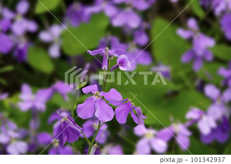 春の野原に群れて咲く紫色のムラサキハナナの花 春の野原に群れて咲く紫色のムラサキハナナの花 101342937