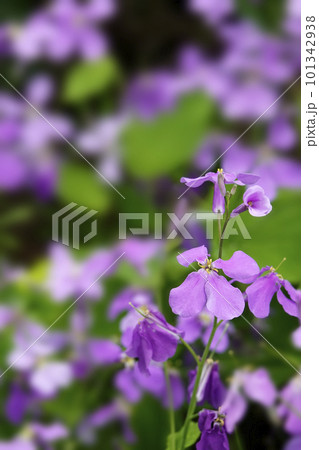春の野原に群れて咲く紫色のムラサキハナナの花 101342938