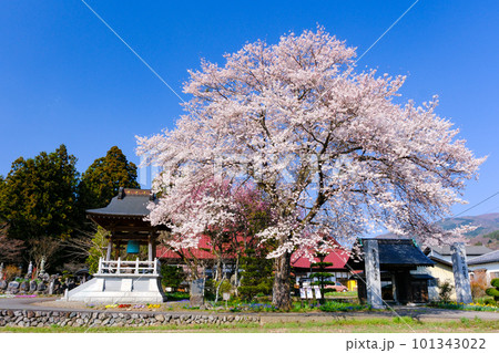 桜の大木と桂昌寺 101343022