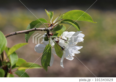 淡いピンクの花を咲かせるクラブアップル・ドルゴ 101343029