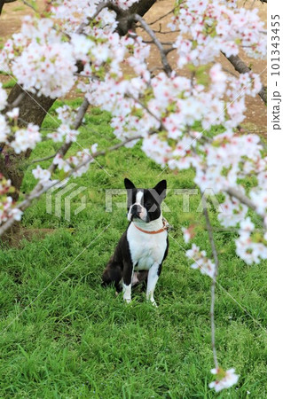 満開の桜の下に座って見つめるボストンテリアのマイティくん♡ 101343455
