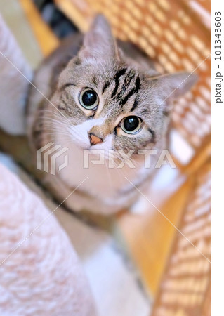 見つめる猫、縦、余白 101343603