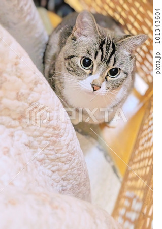 可愛いトラ猫、縦、余白 可愛いトラ猫、縦、余白 101343604