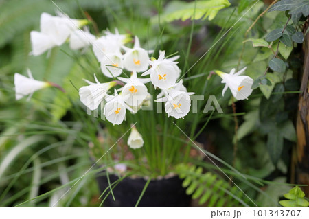 原種系　スイセンの花 101343707