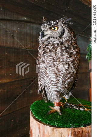 アフリカワシミミズク2 101343830