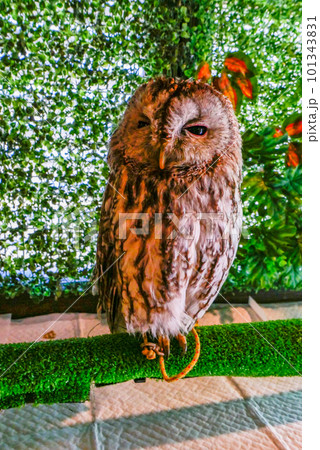 もりふくろう もりふくろう 101343831