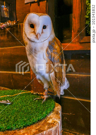 メンフクロウ 101343832