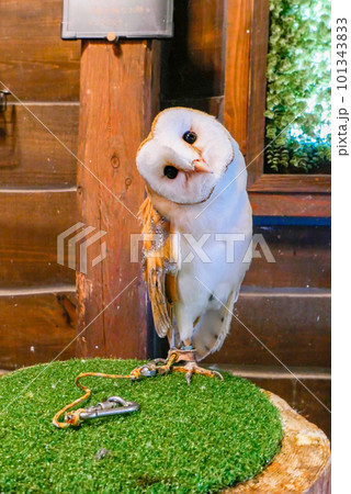 首をかしげるメンフクロウ 首をかしげるメンフクロウ 101343833