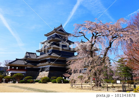 桜と青空と松本城の春のコラボレーション 101343878