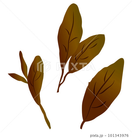 シンプルな茶色の葉っぱのイラストセット（紅茶、烏龍茶、黒茶など） 101343976