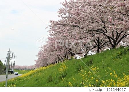 堤防に穏やかに咲く桜の花　思川桜　春の日 101344067
