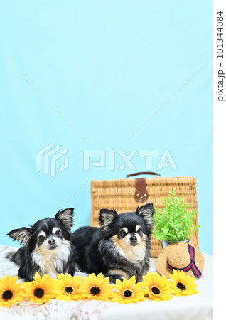 仲良しチワワとヒマワリ 夏イメージ 仲良しチワワとヒマワリ 夏イメージ 101344084