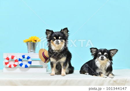 仲良しチワワのビーチリゾート　イメージ 101344147