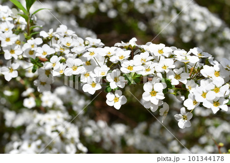 ユキヤナギの花 101344178
